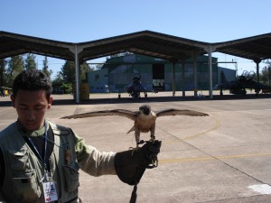 Falcão