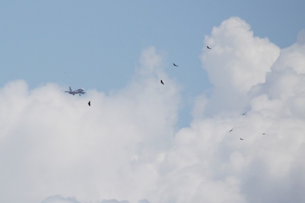 Autoridades debatem o risco de fauna para aviação  