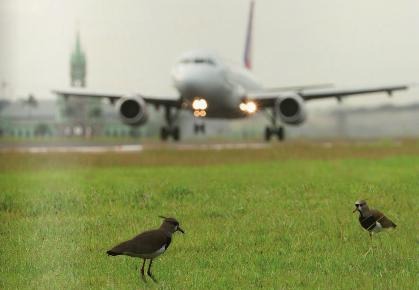 Em doze meses, Brasil registrou 1.625 colisões entre aeronaves e aves. Maior problema são os lixões Em doze meses, Brasil registrou 1.625 colisões entre aeronaves e aves. Maior problema são os lixões