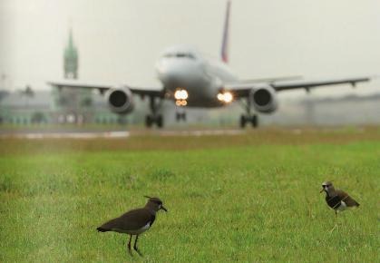 Em doze meses, Brasil registrou 1.625 colisões entre aeronaves e aves. Maior problema são os lixões