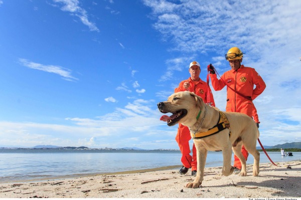 Primeira vez que cães participam de missões de busca e salvamento da FAB  Sgt Johson Barros