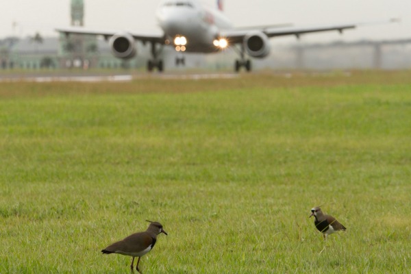 O objetivo é reduzir a probabilidade de incidentes com animais nos aeroportos brasileiros