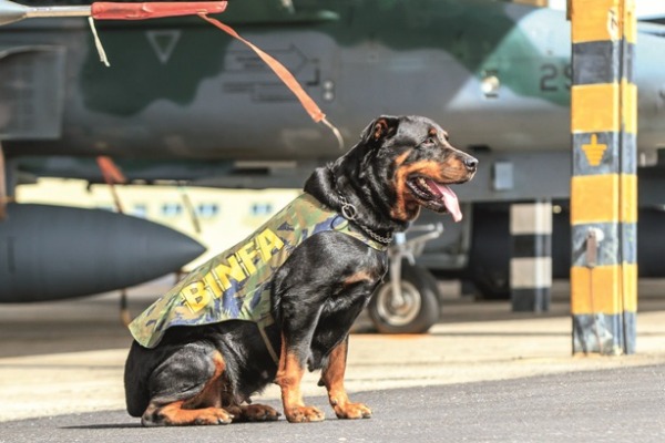 Reportagem do jornal Notaer destaca o uso de cães pelos Batalhões de Infantaria