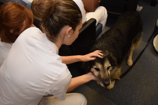 Cães podem ajudar a diminuir os sintomas de depressão, a melhorar a capacidade motora e a reduzir a pressão arterial