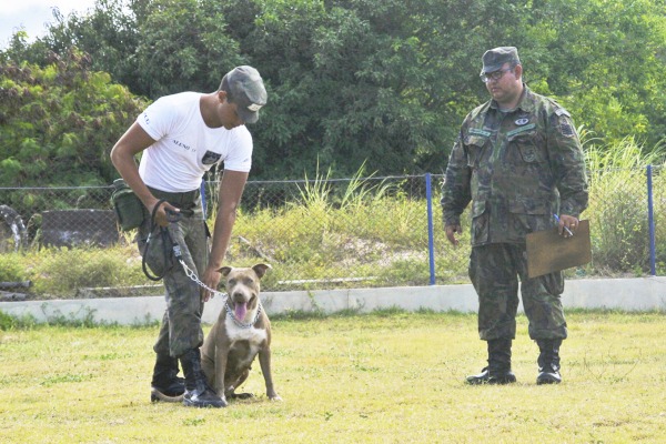 Animais são empregados na detecção de explosivos e entorpecentes