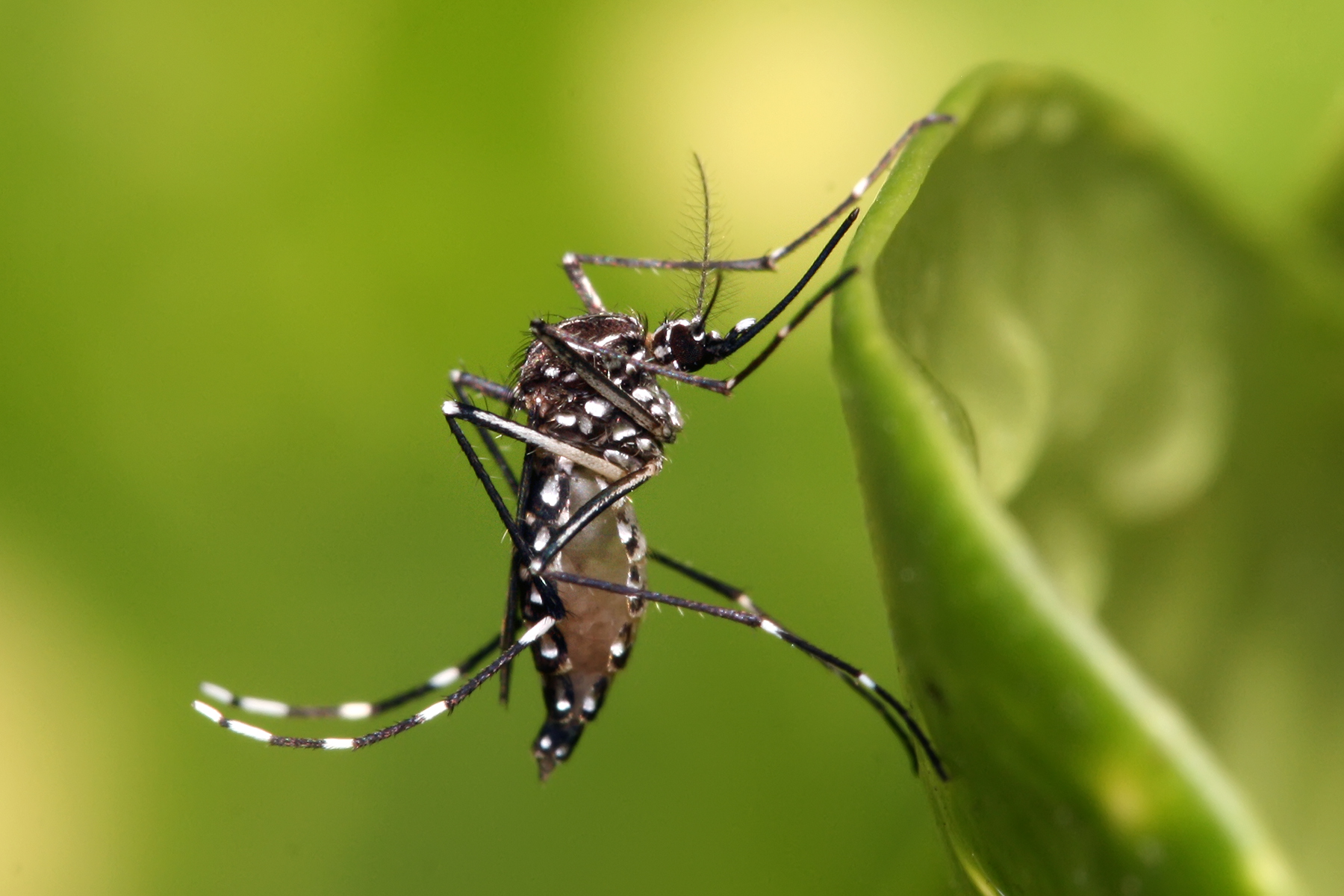 Inseto transmite dengue, chikungunya e zika vírus