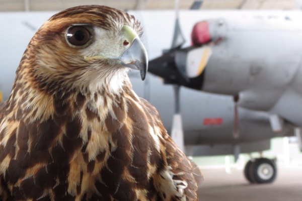 Alunos da Universidade Estadual de Santa Cruz tiveram disciplina voltada para os perigos de animais e aeronaves em um mesmo ambiente