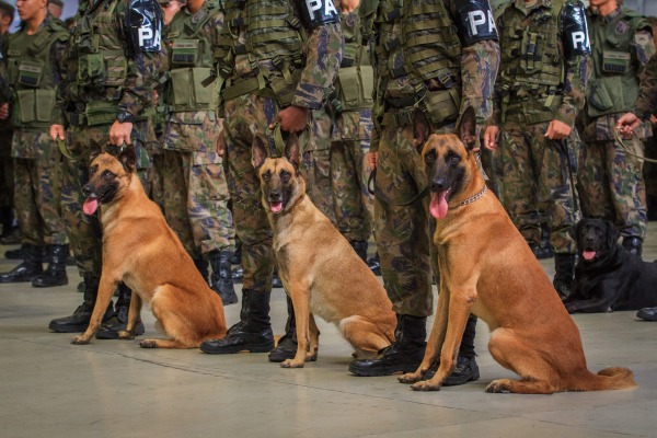 Cães fazem parte do apoio à tropa de GLO