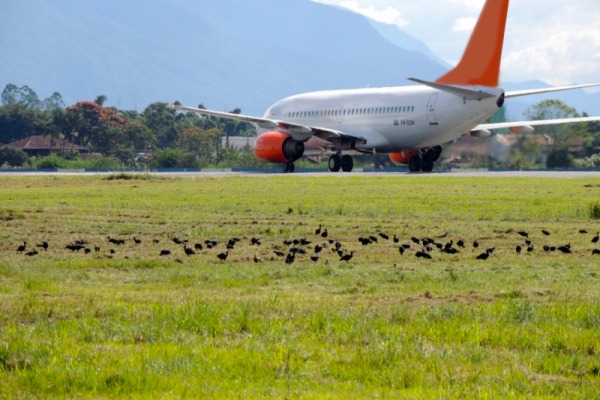 Entre 2011 e 2015, foram recebidos 8.229 reportes de colisões com fauna no Brasil