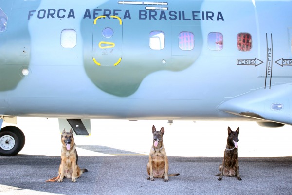 Os cachorros são das raças pastor alemão, belga malinois e holandês