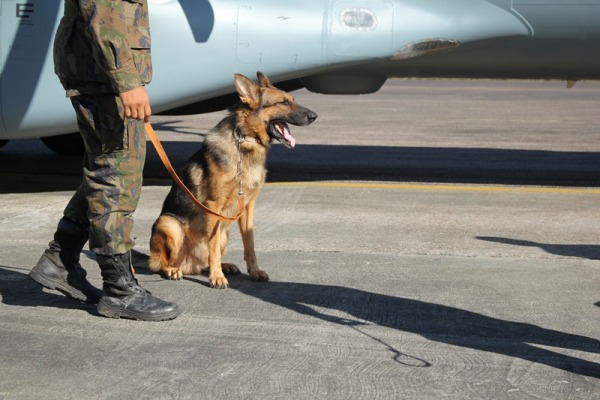 Cães da FAB participam de missão em Rio Branco, no Acre