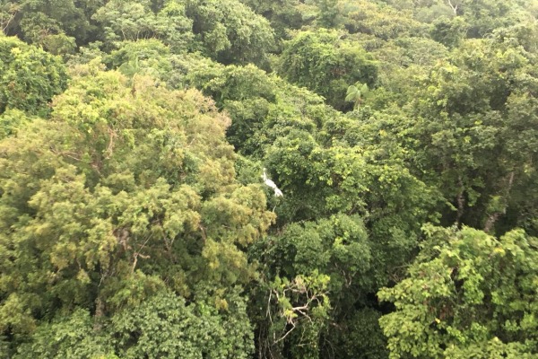 Região no norte do Mato Grosso é de mata extremamente fechada