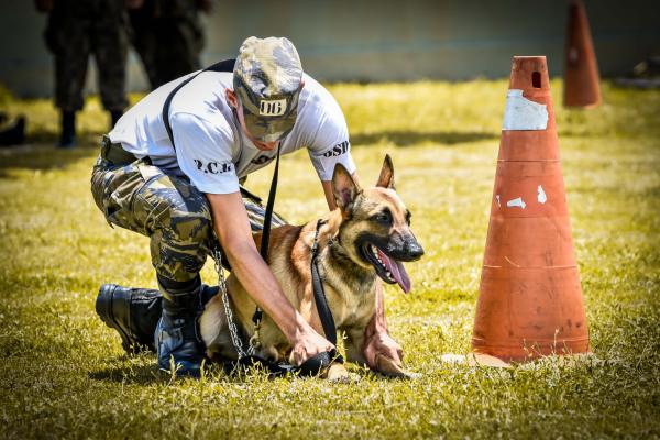 Os animais são aliados do homem há muito tempo e estão presentes, também, na Força Aérea Brasileira. Eles têm atuado, entre outras situações, em cenários direcionados para a segurança de grandes eventos no Brasil.