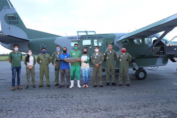 A aeronave C-98 Caravan, do Centro de Lançamento de Alcântara, realizou o translado do animal que está em extinção no País