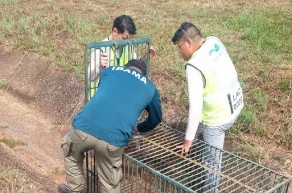 A ação teve como objetivo reduzir os riscos à segurança de voo provocados pela presença recorrente desses animais silvestres no entorno da pista